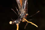 Cypress swamp sedge